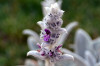 Stachys byzantina