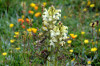 Pedicularis comosa