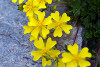 Potentilla frigida