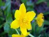 Caltha palustris