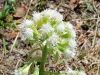 Petasites albus