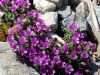 Saxifraga oppositifolia