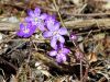 Hepatica nobilis