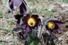 Pulsatilla montana