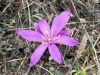 Colchicum bulbocodium