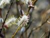 Salix purpurea