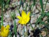 Tulipa sylvestris