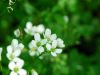 Cardamine amara