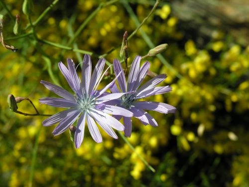 Fleurs