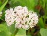 Valeriana montana