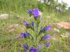 Echium vulgare