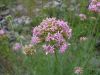 Centranthus angustifolius