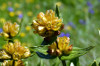 Gentiana punctata