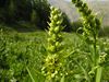 Veratrum album