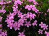 Silene acaulis