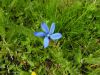 Gentiana brachyphylla