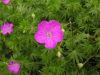 Geranium sanguineum