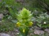 Rhinanthus alectorolophus