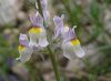 Linaria repens