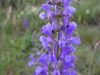 Salvia pratensis