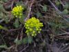 Sedum montanum