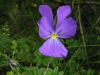 Viola calcarata