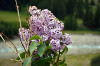 Syringa vulgaris