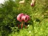 Lilium martagon