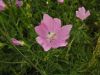 Malva alcea