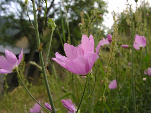 Fleurs