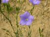 Linum alpinum