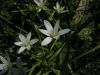 Ornithogalum angustifolium