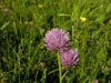 Allium schoenoprasum