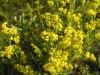 Galium verum