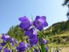 Campanula rhomboidalis