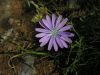 Lactuca perennis