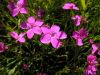 Dianthus sylvestris