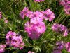 Lychnis flos-jovis