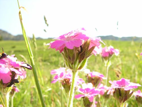 Fleurs