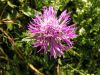 Centaurea uniflora