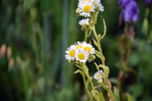 Fleurs