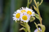 Erigeron annuus