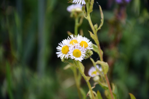 Fleurs