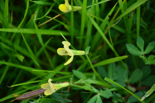 Fleurs