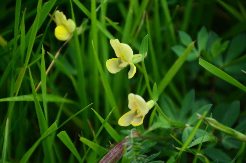 Fleurs