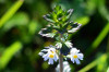 Euphrasia stricta