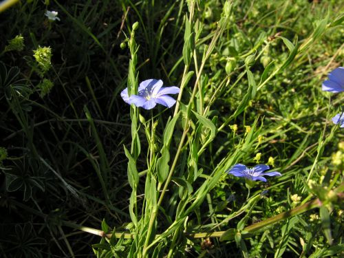 Fleurs