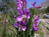 Epilobium angustifolium