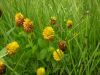 Trifolium badium