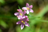 Centaurium erythraea